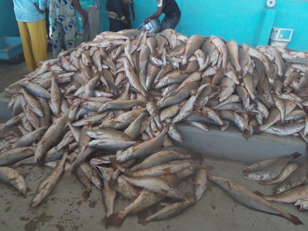 Pêche et aquaculture au Bénin : Ce que prévoit la Loi-Cadre
